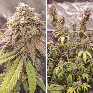 Skywalker Haze - Féminisée - Dutch Passion - Graines de collection