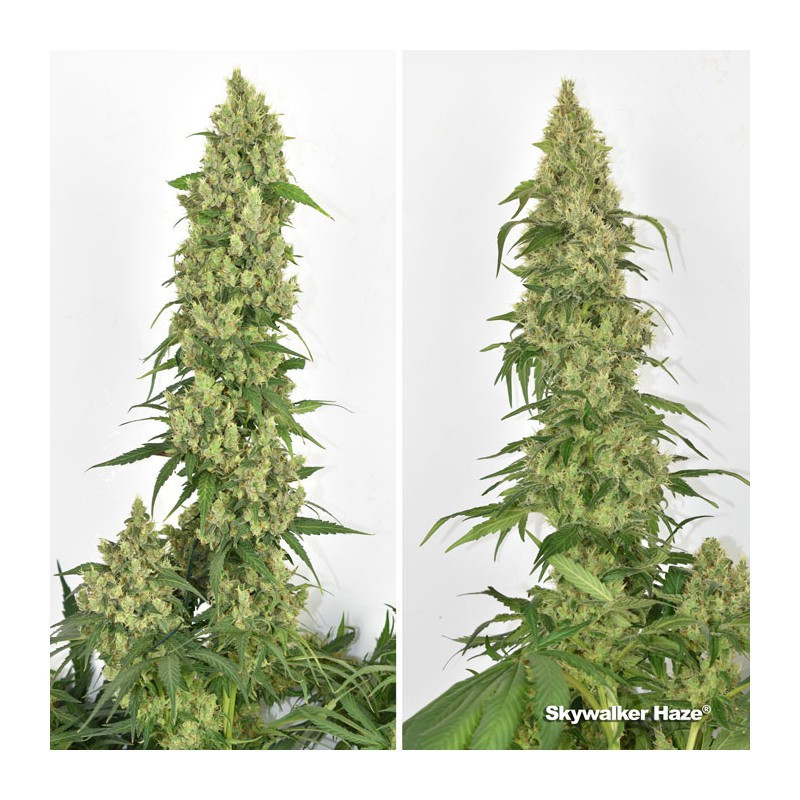 Skywalker Haze - Féminisée - Dutch Passion - Graines de collection Skywalker Haze - Féminisée - Dutch Passion - Graines de collection