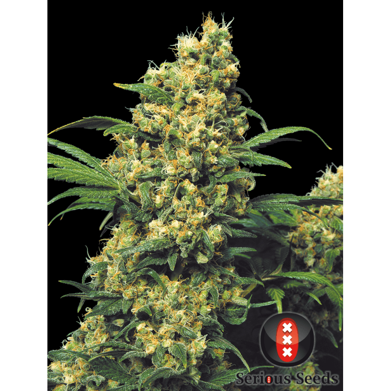 Warlock - Féminisée - Serious Seeds - Graines de collection Warlock - Féminisée - Serious Seeds - Graines de collection