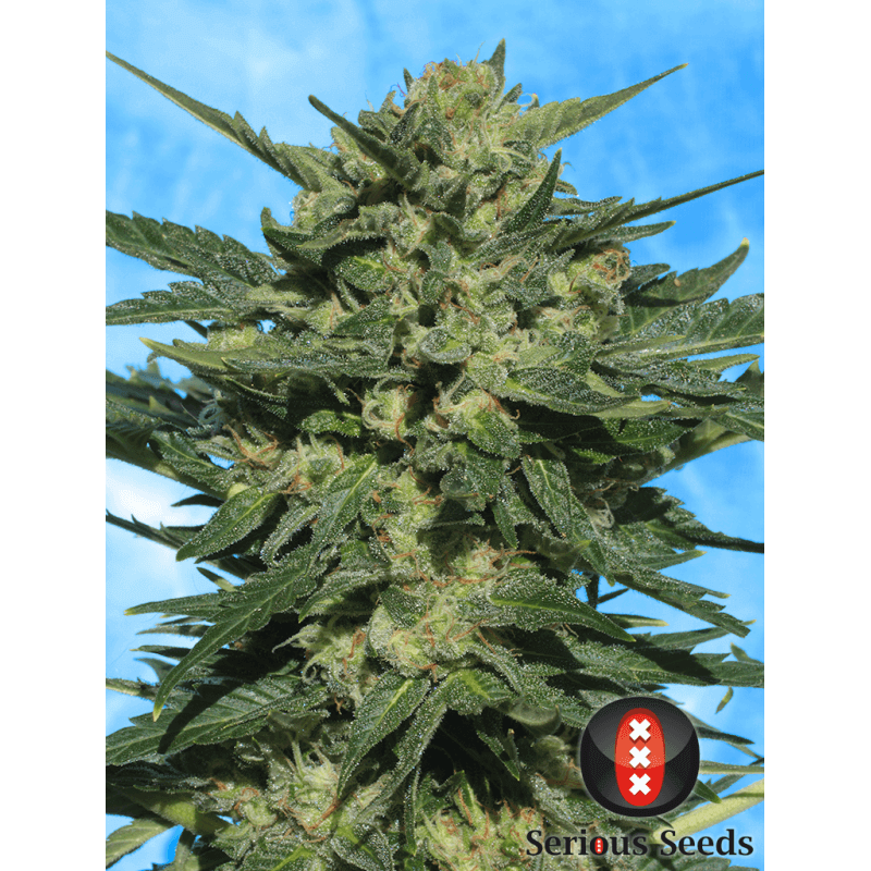 White russian - Auto - Serious Seeds - Graines de collection White russian - Auto - Serious Seeds - Graines de collection