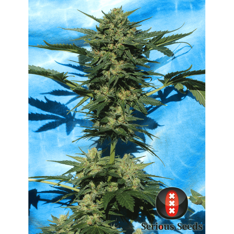 White russian - Auto - Serious Seeds - Graines de collection White russian - Auto - Serious Seeds - Graines de collection