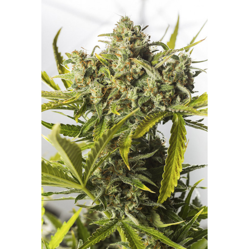 Blue Critical - Autofloraison - Dinafem Seeds