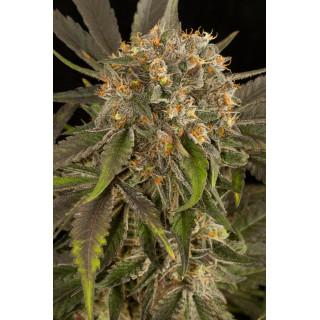 Blue kush - Féminisée - dinafem Seeds - Graines de Collection