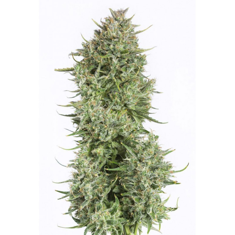 Blue Kush - Autofloraison - Dinafem Seeds