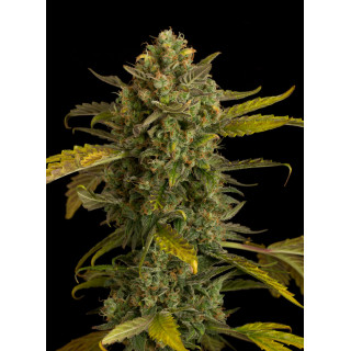 Blue Kush - Autofloraison - Dinafem Seeds