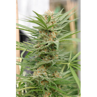 Critical Cheese - féminisée - Dinafem Seeds