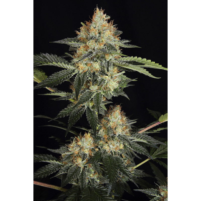 Dinachem - Féminisée - Dinafem Seeds