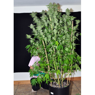 Dinachem - Féminisée - Dinafem Seeds
