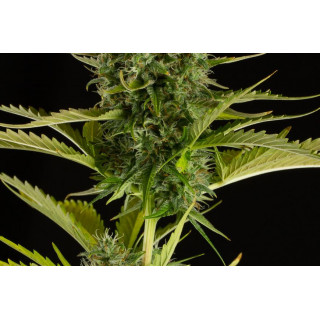 Kush'N Cheese -  Autofloraison - Dinafem Seeds