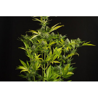 Kush'N Cheese -  Autofloraison - Dinafem Seeds