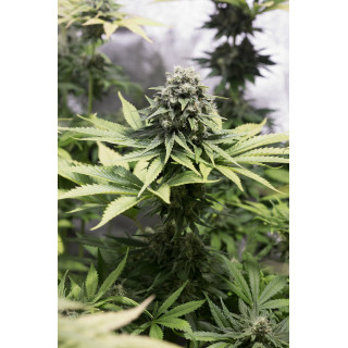 Moby Dick CBD - Féminisée - Dinafem Seeds