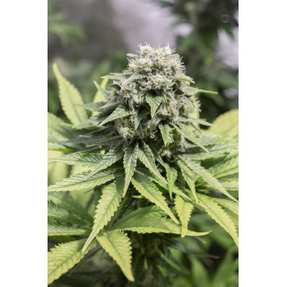 Moby Dick CBD - Féminisée - Dinafem Seeds