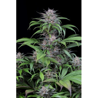 Quick Kush - féminisée - Dinafem Seeds