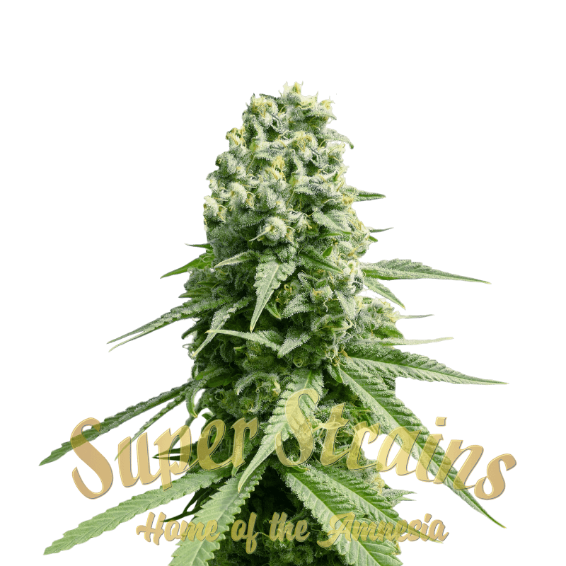 Amnesia - Féminisée - Super Strains - Graines de collection Amnesia - Féminisée - Super Strains - Graines de collection