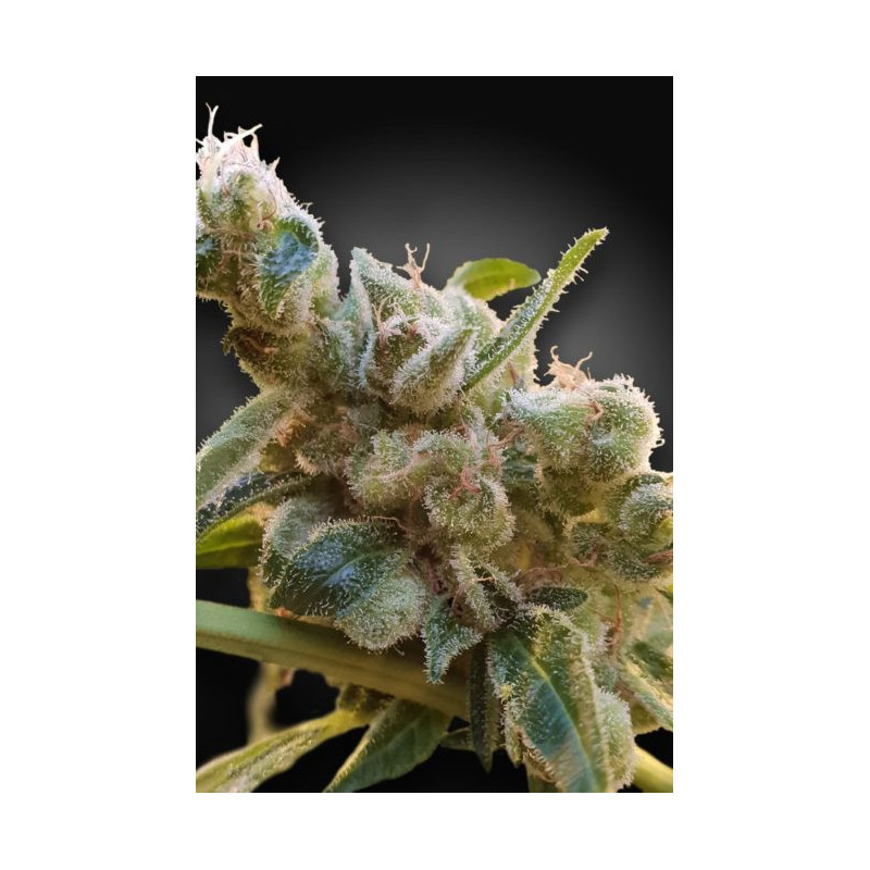 CBDrelax - Féminisée - Paradise Seeds - Graines de Collection