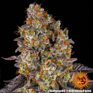 Gelato 45 - Barney's Farm