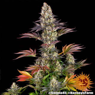 Gelato 45 - Barney's Farm
