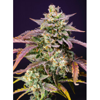 Purple Punch OG XL - Autofloraison - Sweet Seeds