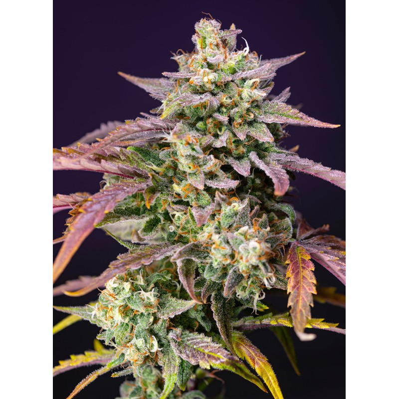 Purple Punch OG XL - Autofloraison - Sweet Seeds