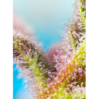 Purple Punch OG XL - Autofloraison - Sweet Seeds