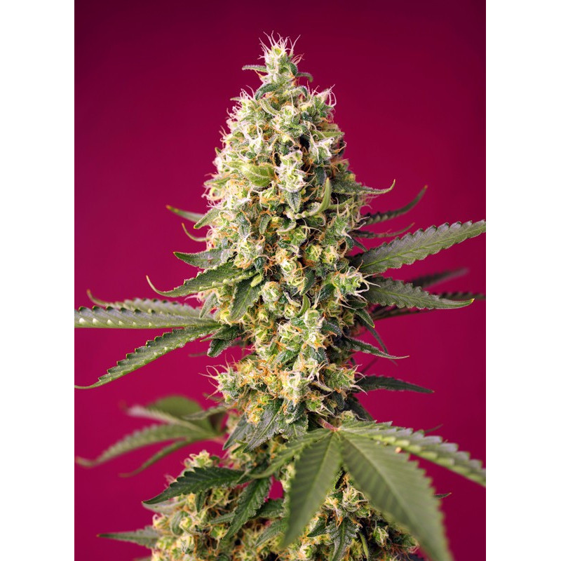 Skywalker OG Runtz XL Auto - Sweet Seeds - Graines de collection Skywalker OG Runtz XL Auto - Sweet Seeds - Graines de collection