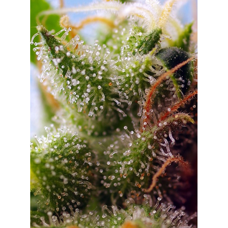 Skywalker OG Runtz XL Auto - Sweet Seeds - Graines de collection Skywalker OG Runtz XL Auto - Sweet Seeds - Graines de collection