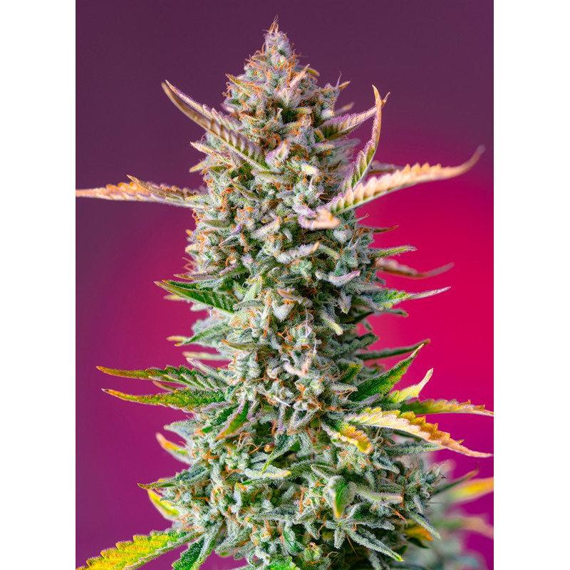 Gorilla Sherbert F1 (Fast Version) - Féminisée - Sweet Seeds - Graines de collection Gorilla Sherbert F1 (Fast Version) - Féminisée - Sweet Seeds - Graines de collection