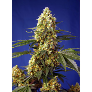 Strawberry Banana Gelato XL - Autofloraison - Sweet Seeds
