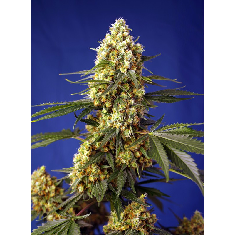 Strawberry Banana Gelato XL - Autofloraison - Sweet Seeds
