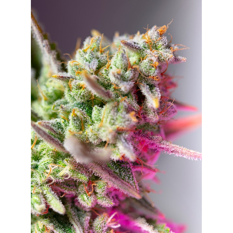 Sweet Mimosa XL - Autofloraison - Sweet Seeds