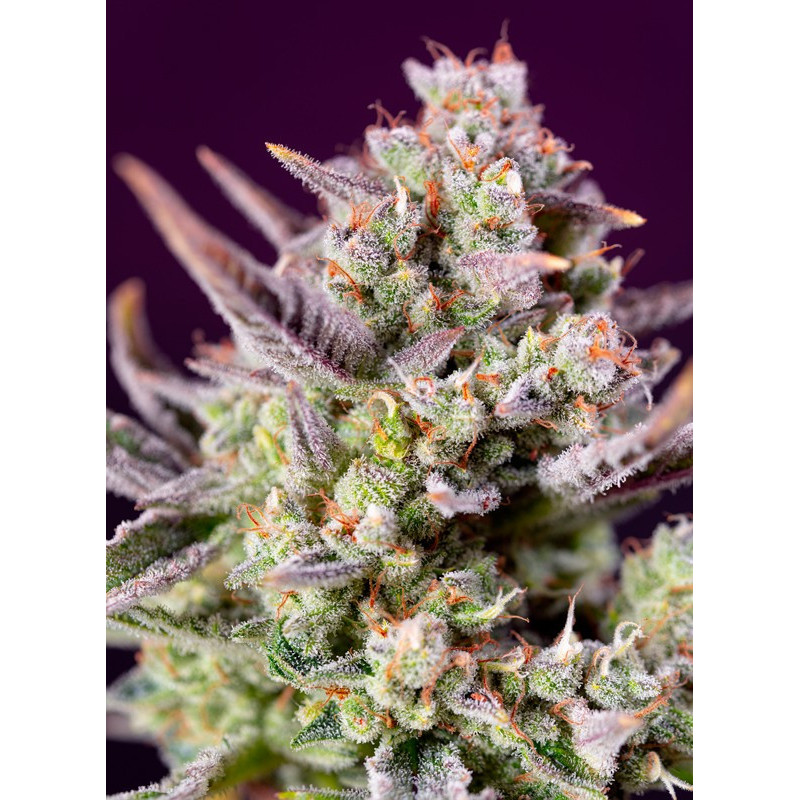 Sweet Zenzation XL Auto - Sweet Seeds - Graines de collections Sweet Zenzation XL Auto - Sweet Seeds - Graines de collections