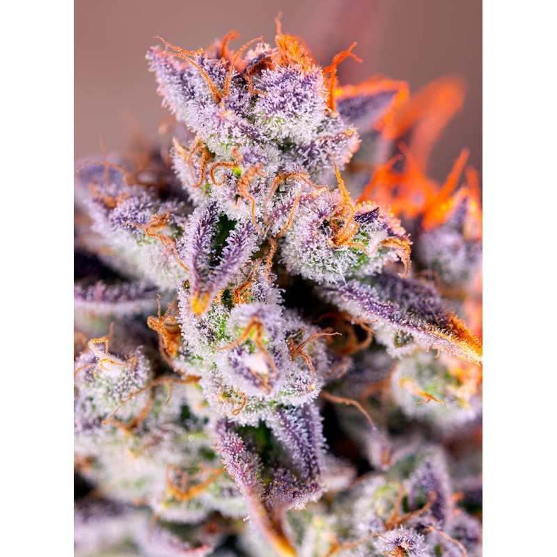 Tropicanna Poison XL Auto - Sweet Seeds - Graines de collections Tropicanna Poison XL Auto - Sweet Seeds - Graines de collections