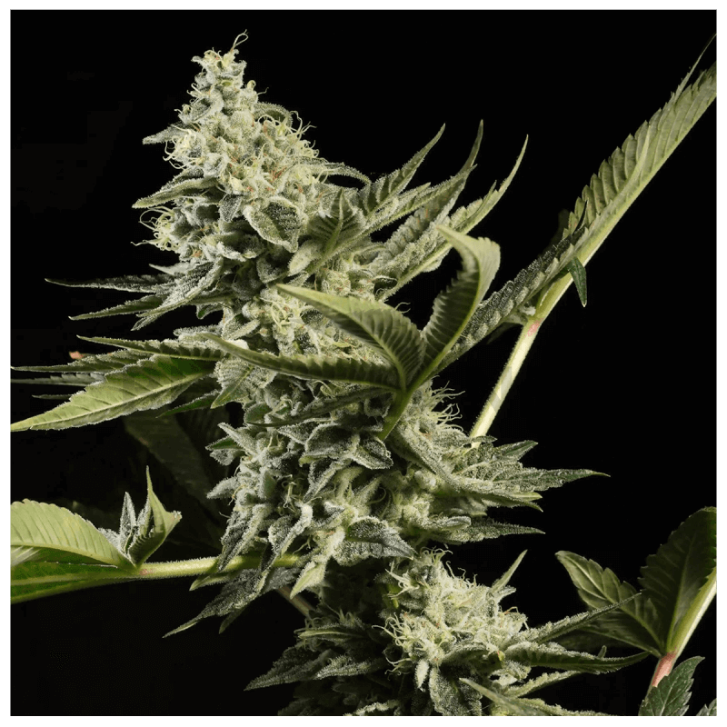 Glowstarz - Feminisée - Paradise Seeds - Graines de collections Glowstarz - Feminisée - Paradise Seeds - Graines de collections