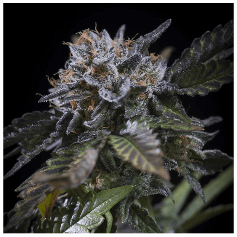 White Noise - Féminisé - Paradise Seeds - Graines de collection White Noise - Féminisé - Paradise Seeds - Graines de collection