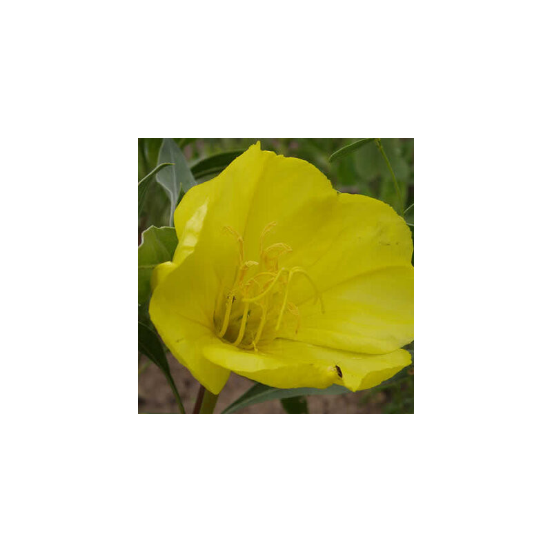 Oenothera macrocarpa - Kokopelli Oenothera macrocarpa - Kokopelli