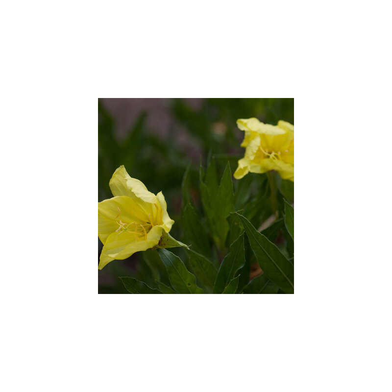 Oenothera macrocarpa - Kokopelli Oenothera macrocarpa - Kokopelli