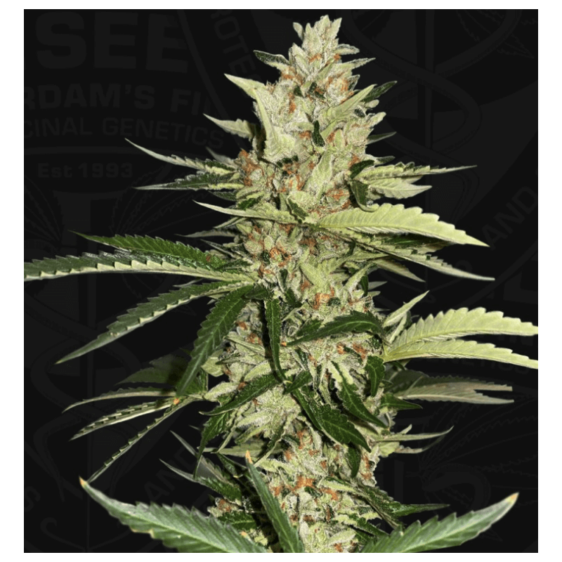 Banana Candy Krush - Féminisée - TH Seeds - Graines de collection Banana Candy Krush - Féminisée - TH Seeds - Graines de collection