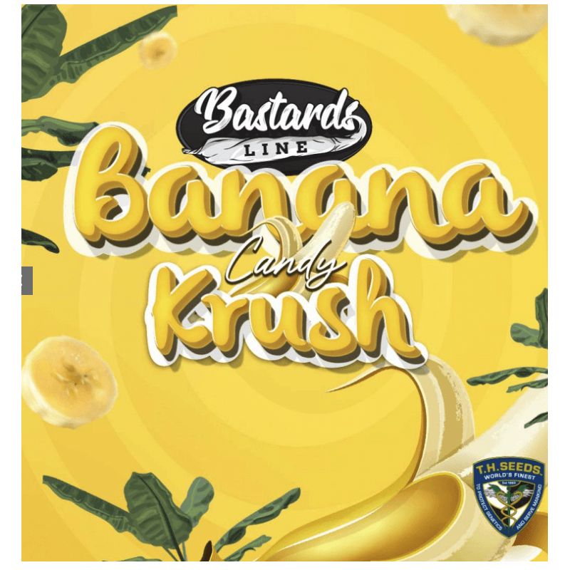 Banana Candy Krush - Féminisée - TH Seeds - Graines de collection Banana Candy Krush - Féminisée - TH Seeds - Graines de collection