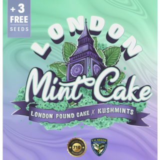 London Mint Cake spécial Pack édition limited 5+3 - Féminisée - TH Seeds - Graines de collection
