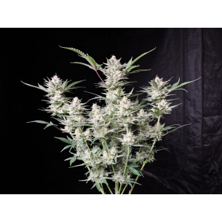 Strawberry Gorilla - Autofloraison - FastBuds