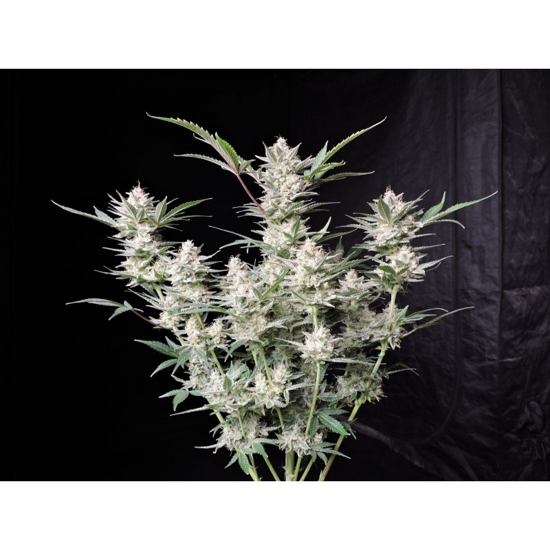 Strawberry Gorilla - Autofloraison - FastBuds