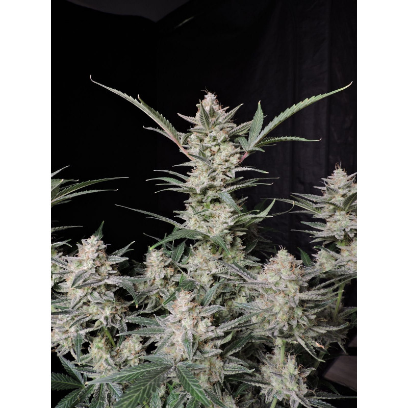 Strawberry Gorilla Auto - FastBuds - Graines de collection Strawberry Gorilla Auto - FastBuds - Graines de collection