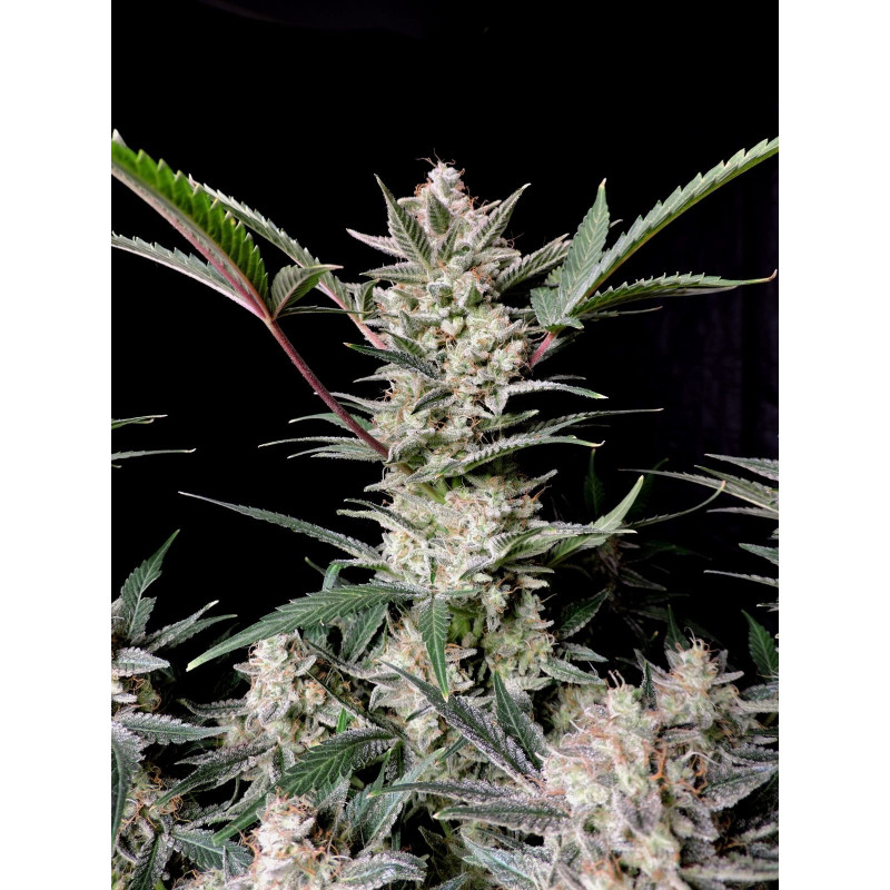 Strawberry Gorilla Auto - FastBuds - Graines de collection Strawberry Gorilla Auto - FastBuds - Graines de collection