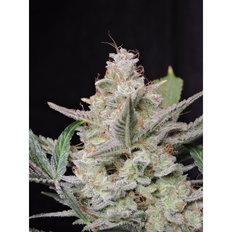 Strawberry Gorilla Auto - FastBuds - Graines de collection Strawberry Gorilla Auto - FastBuds - Graines de collection