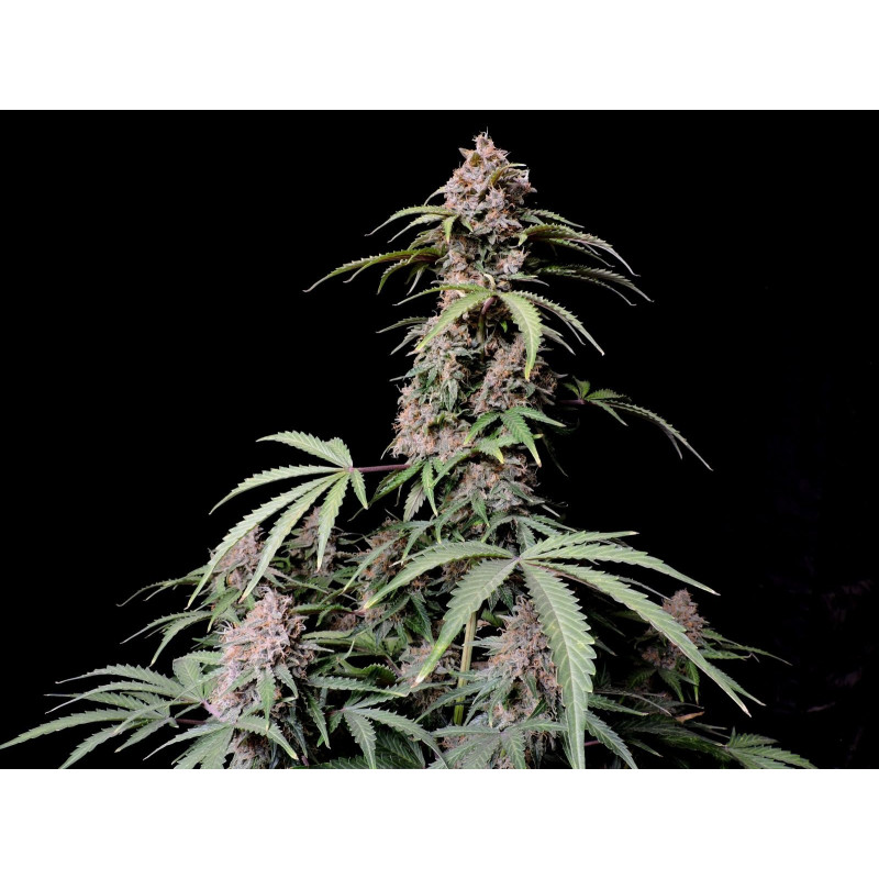Amnesia Zkittlez Auto - FastBuds - Graines de collection Amnesia Zkittlez Auto - FastBuds - Graines de collection