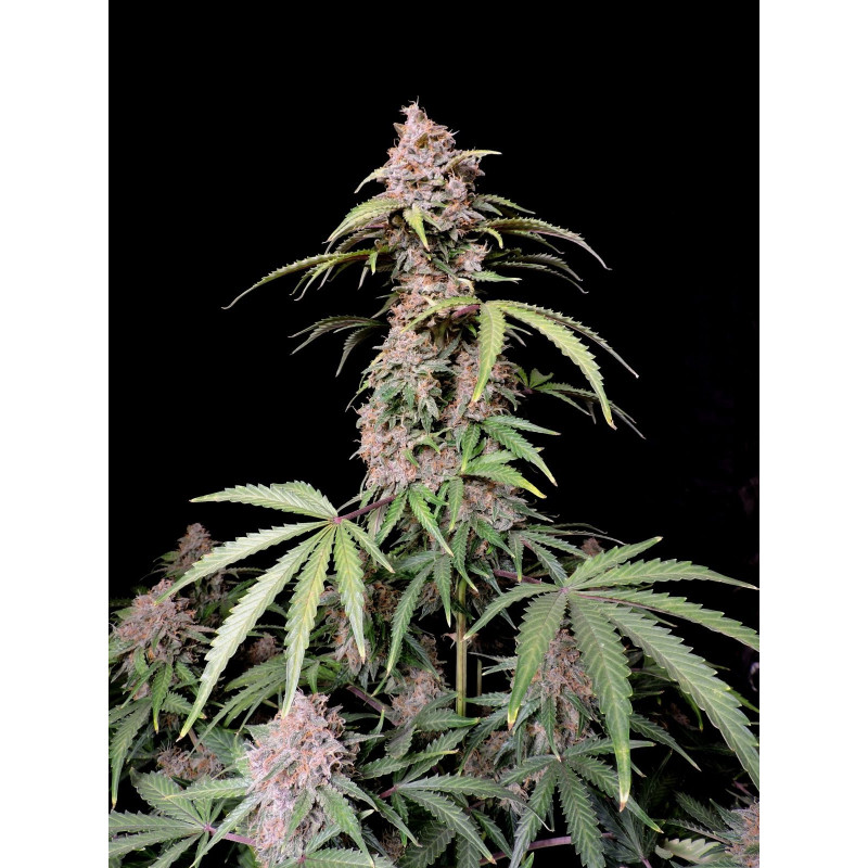 Amnesia Zkittlez - Autofloraison - FastBuds