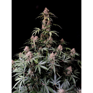Amnesia Zkittlez - Autofloraison - FastBuds