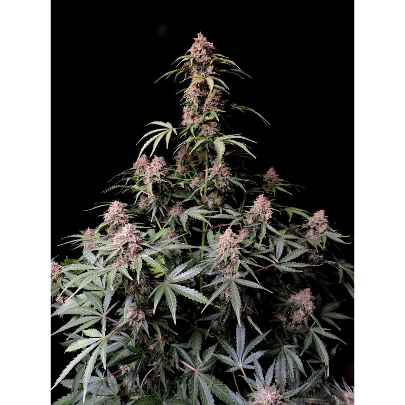 Amnesia Zkittlez Auto - FastBuds - Graines de collection Amnesia Zkittlez Auto - FastBuds - Graines de collection
