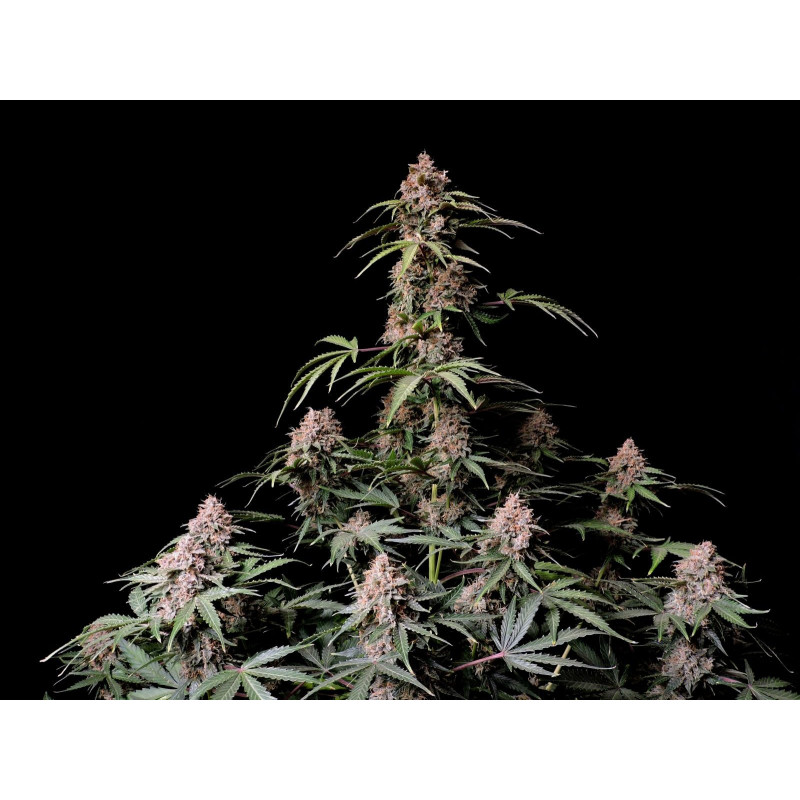 Amnesia Zkittlez Auto - FastBuds - Graines de collection Amnesia Zkittlez Auto - FastBuds - Graines de collection