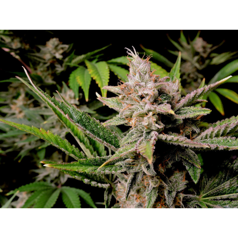 Cherry Cola Auto - FasBuds - Graines de collection Cherry Cola Auto - FasBuds - Graines de collection